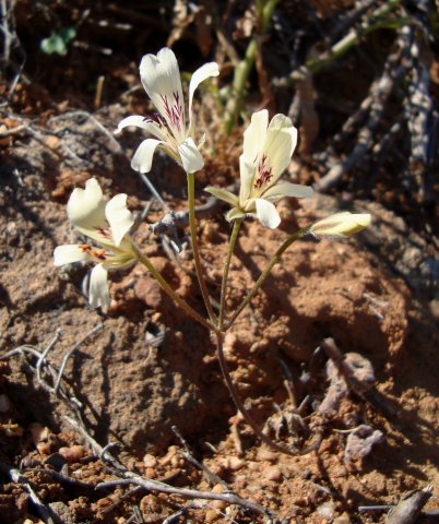 Pelargonium articulatum